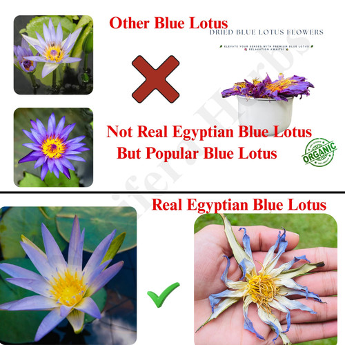 Fiori secchi loto - di, blu